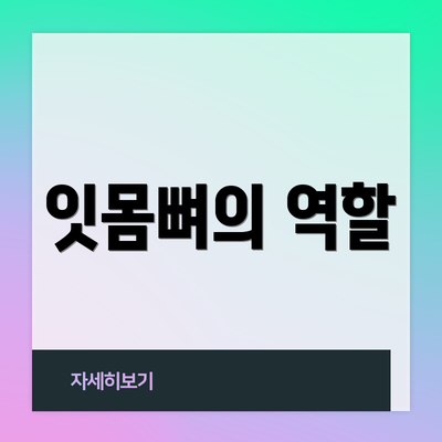 잇몸뼈의 역할